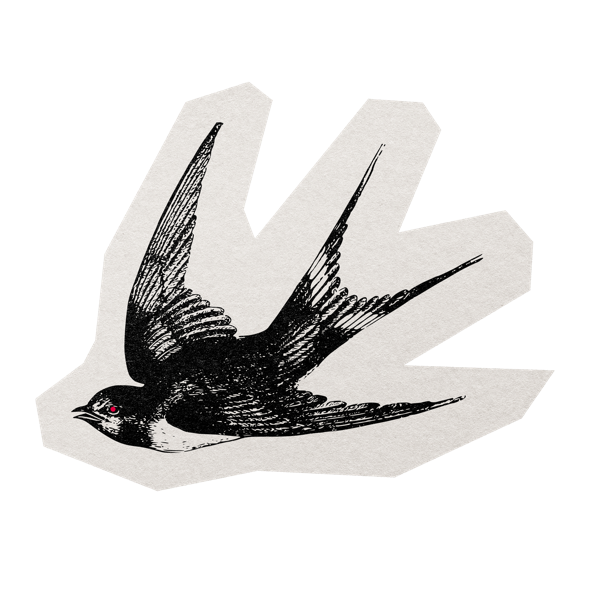 Drunken Swallows Rose